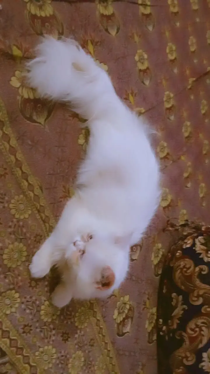 playfull healthy cat — photo 5