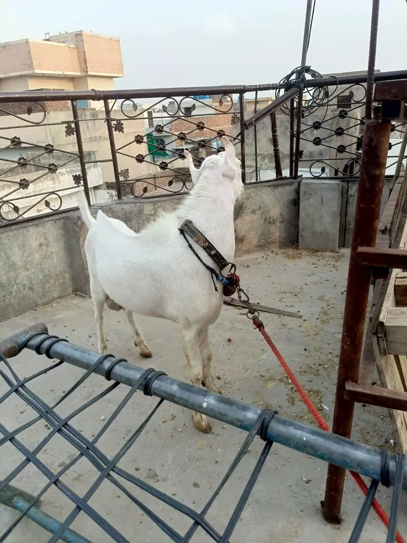 teda sale pure nasal — photo 2