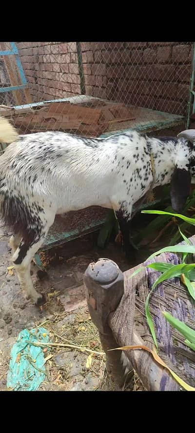 2 bakery dogly qurbani Ka liya boht Achi qualitie me