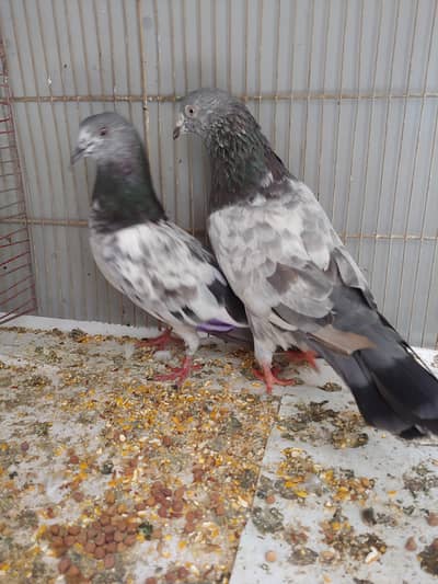 Hight flay pair for sale.