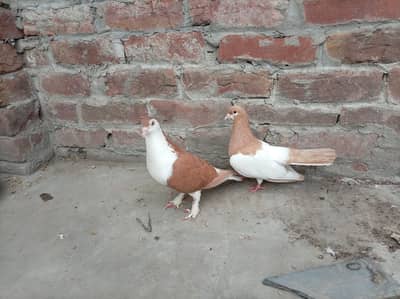 sherazi bredar pair