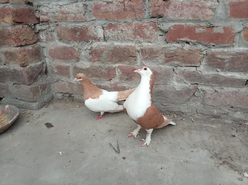 sherazi bredar pair — photo 2