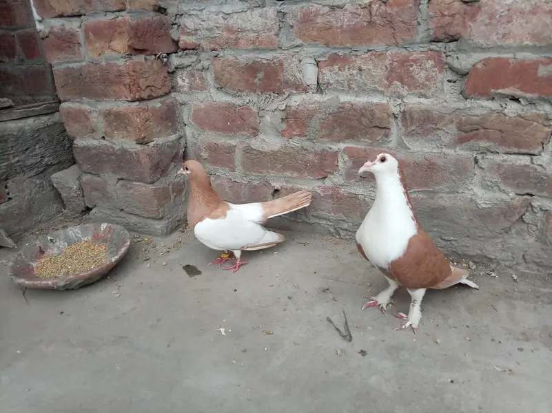 sherazi bredar pair — photo 3