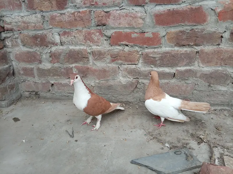 sherazi bredar pair — photo 4