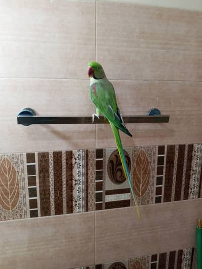 raw parrot male