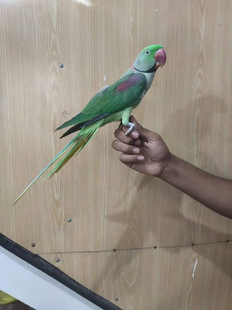 raw parrot male — photo 2