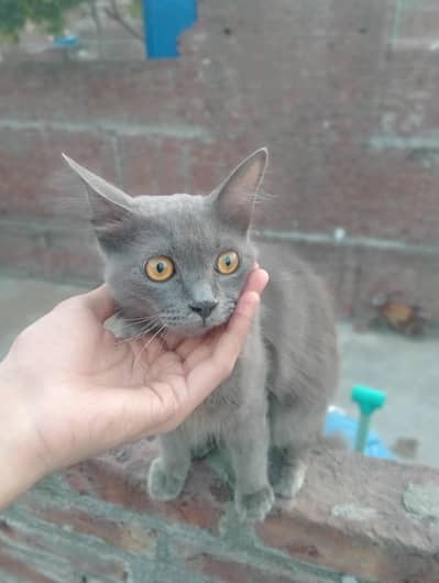 cat lovers 