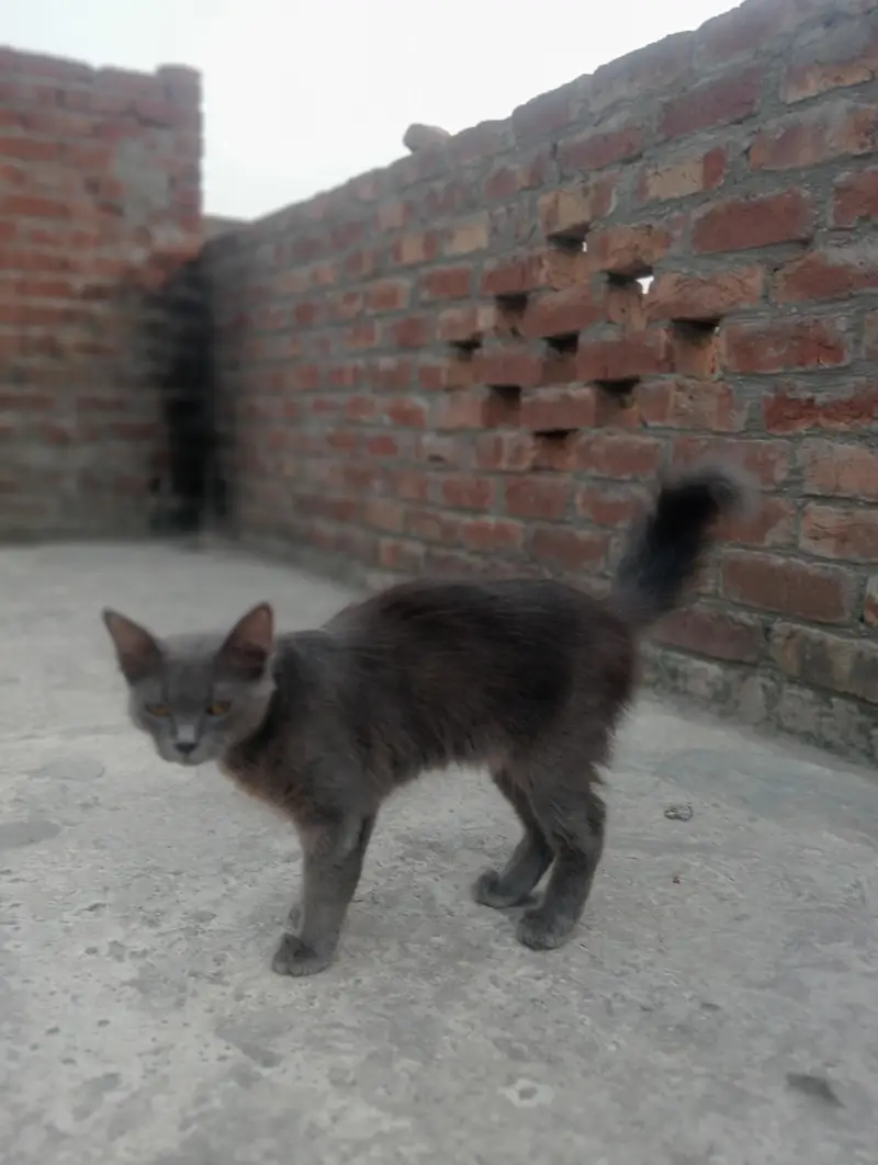 cat lovers  — photo 2