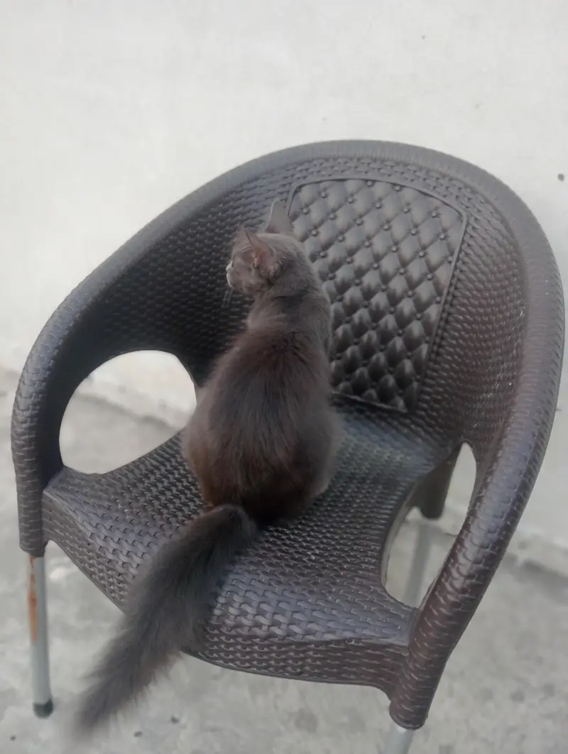 cat lovers  — photo 3