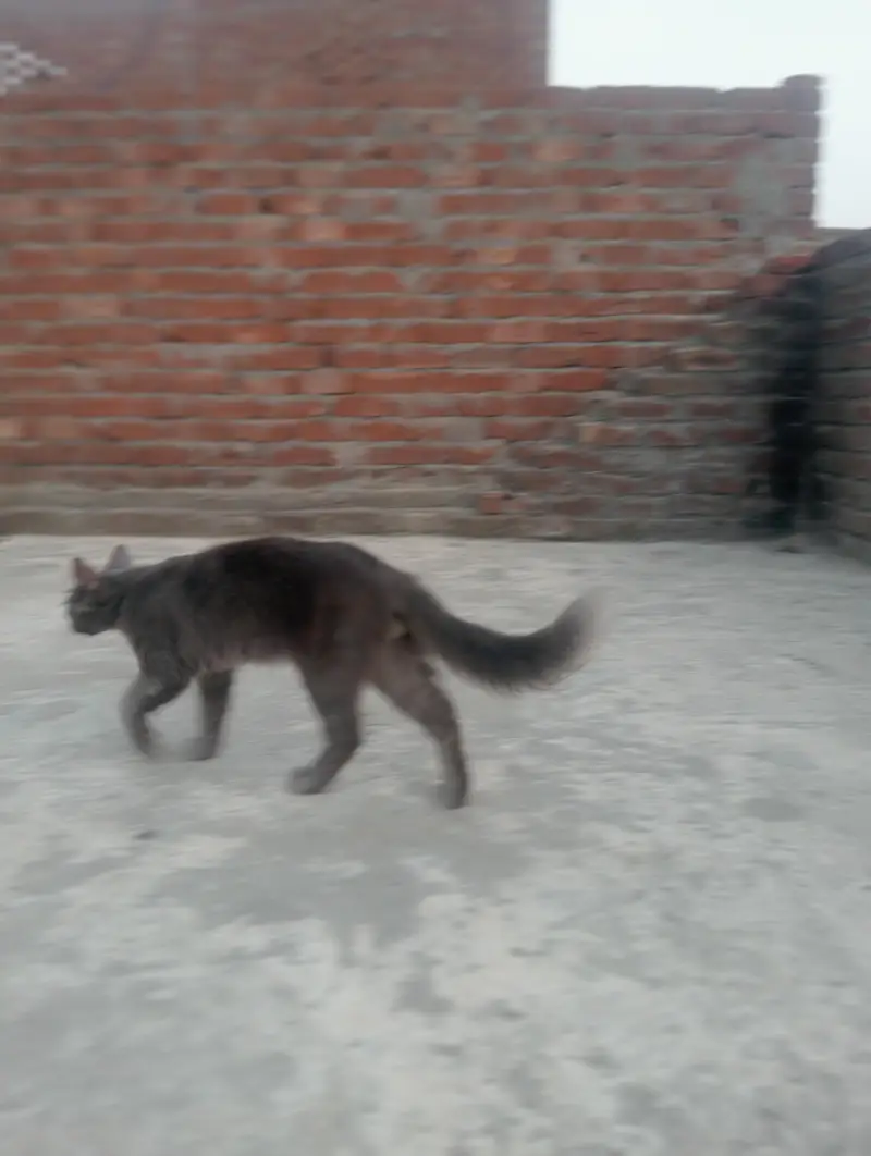 cat lovers  — photo 4