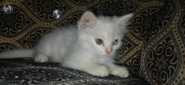 gift for cat lovers