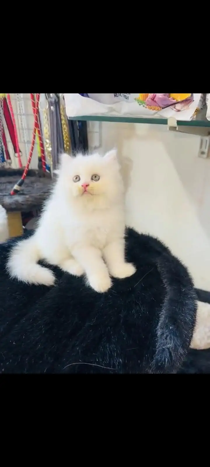 persian cat for sale MywatsapppNumber 0309-37-13-771 — photo 2