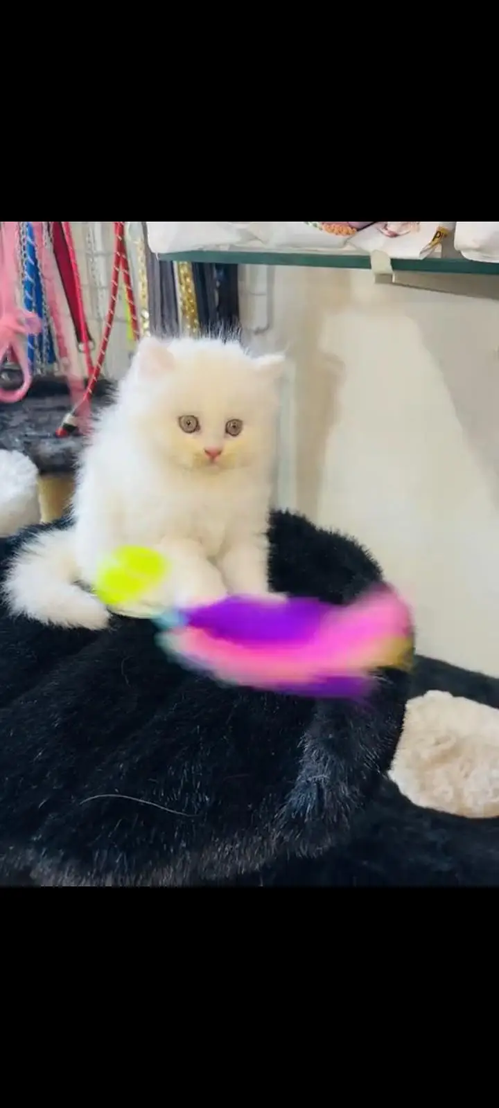 persian cat for sale MywatsapppNumber 0309-37-13-771 — photo 3
