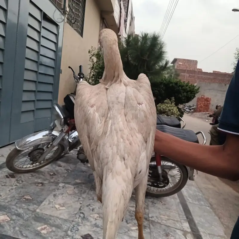 Aseel Japanese Shamo for sell — photo 4