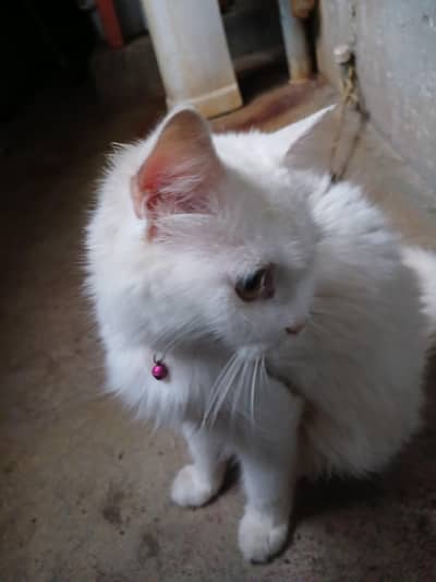 breeder cats