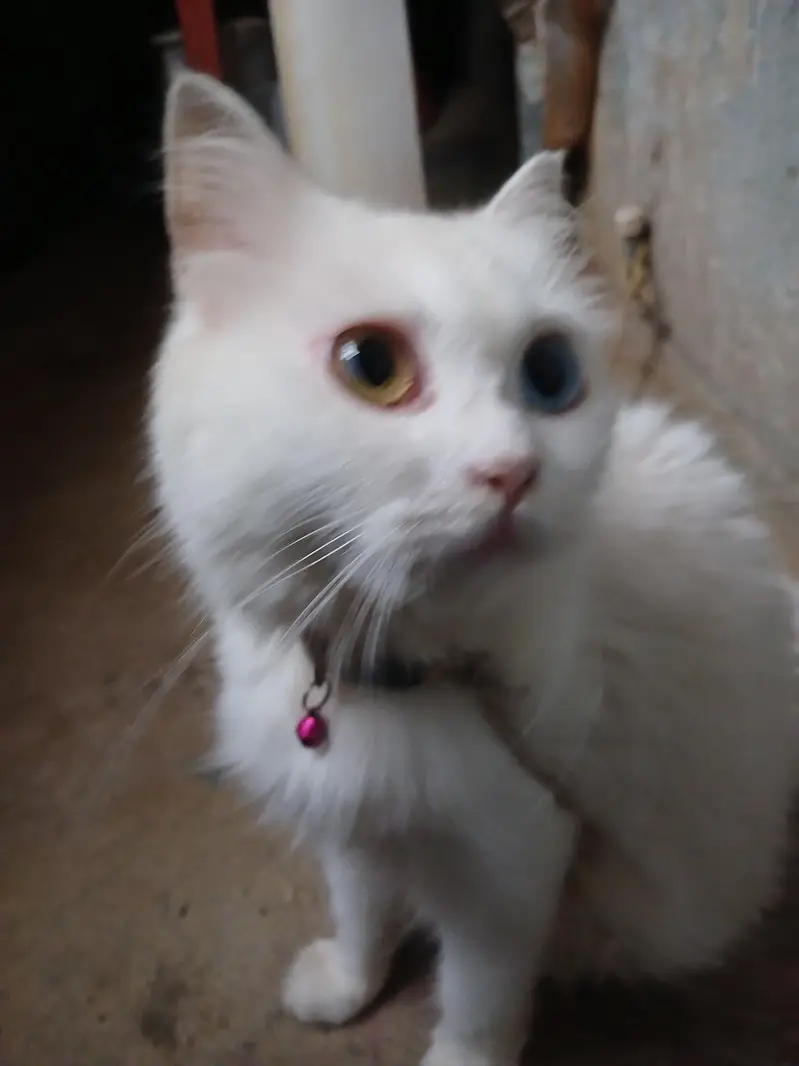 breeder cats — photo 2