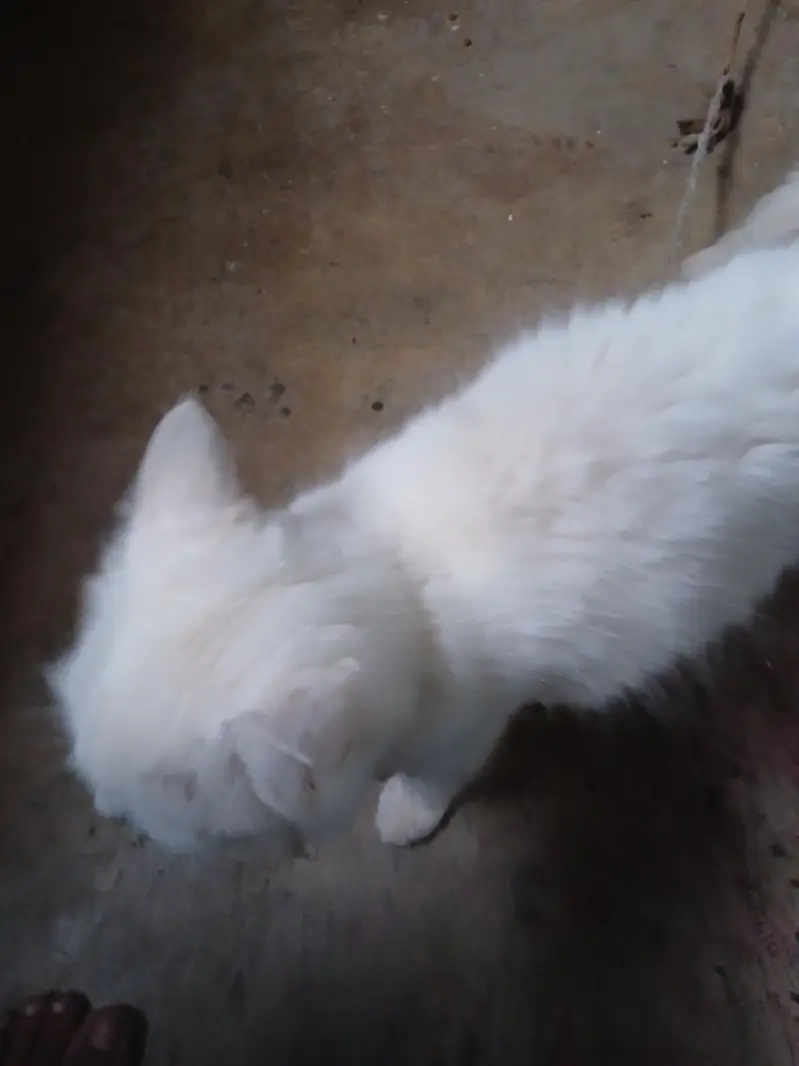 breeder cats — photo 3