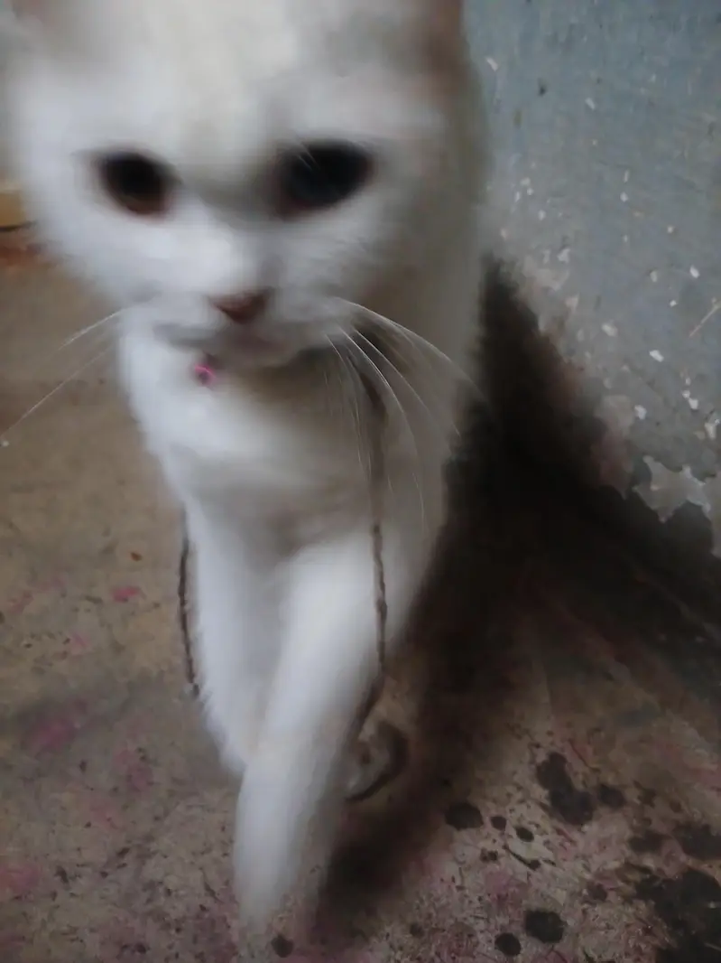 breeder cats — photo 4