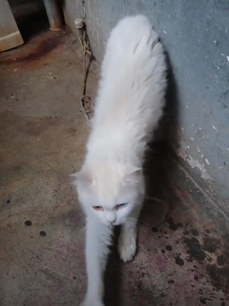breeder cats — photo 5