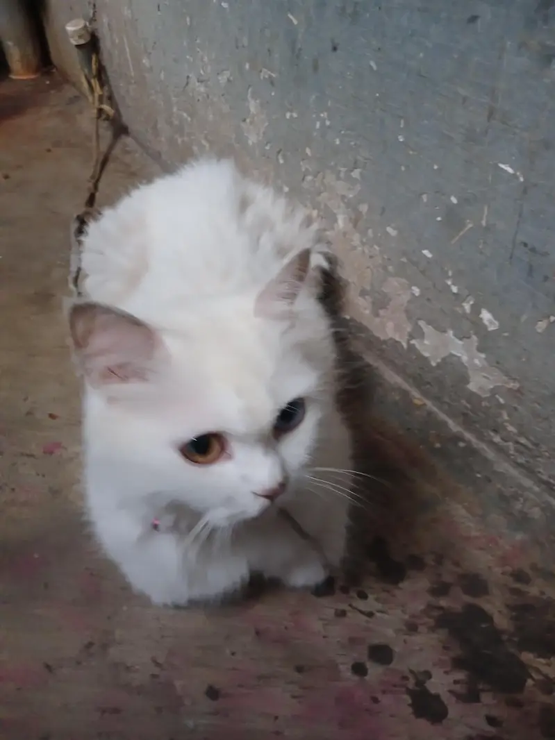 breeder cats — photo 6