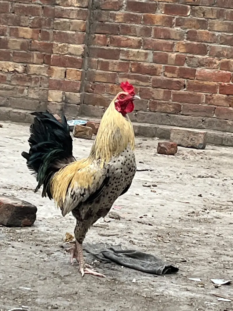 Desi Cross Aseel Murga for Sale – Healthy & Active — photo 2