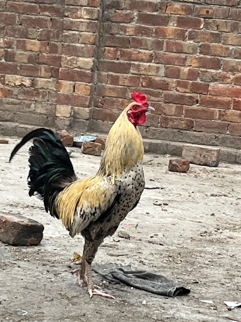Desi Cross Aseel Murga for Sale – Healthy & Active — photo 3