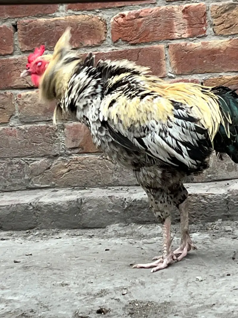 Desi Cross Aseel Murga for Sale – Healthy & Active — photo 4