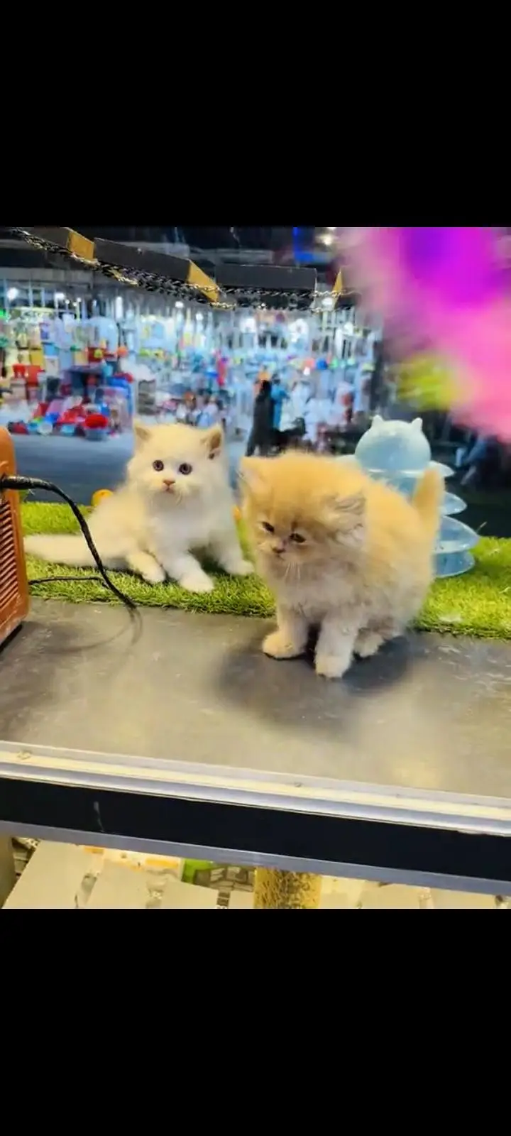 persian cat for sale MywatsapppNumber 0309-37-13-771 — photo 2