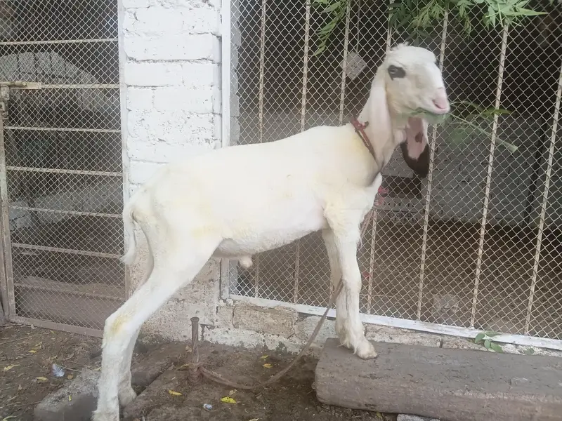 teddy gulabi — photo 2