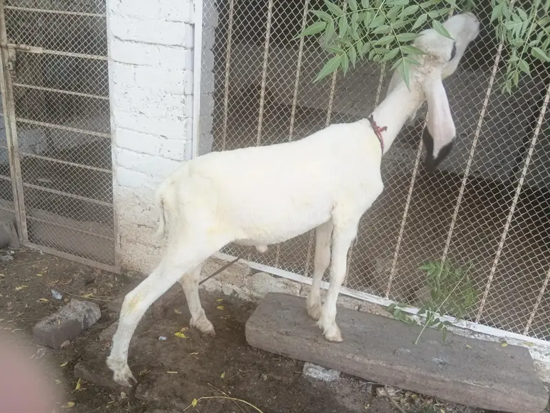teddy gulabi — photo 3