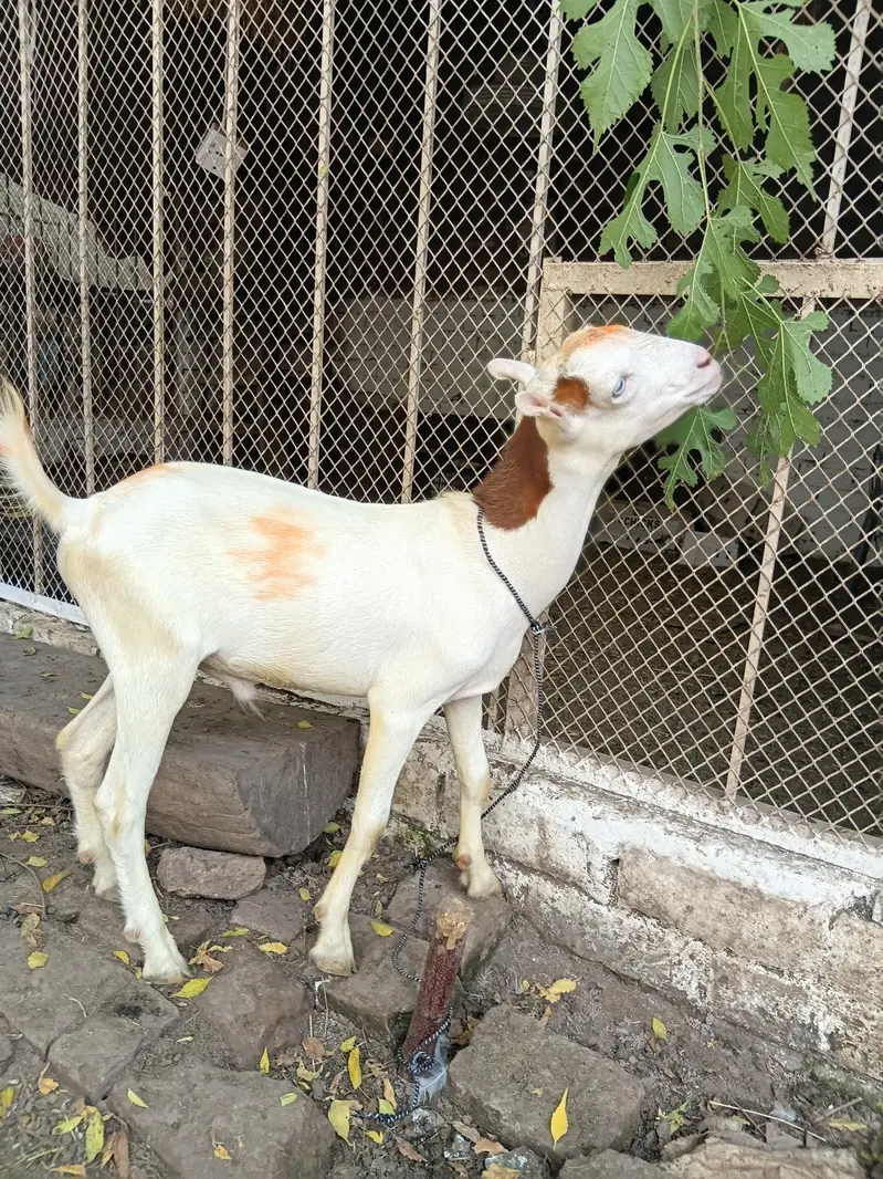 teddy gulabi — photo 4