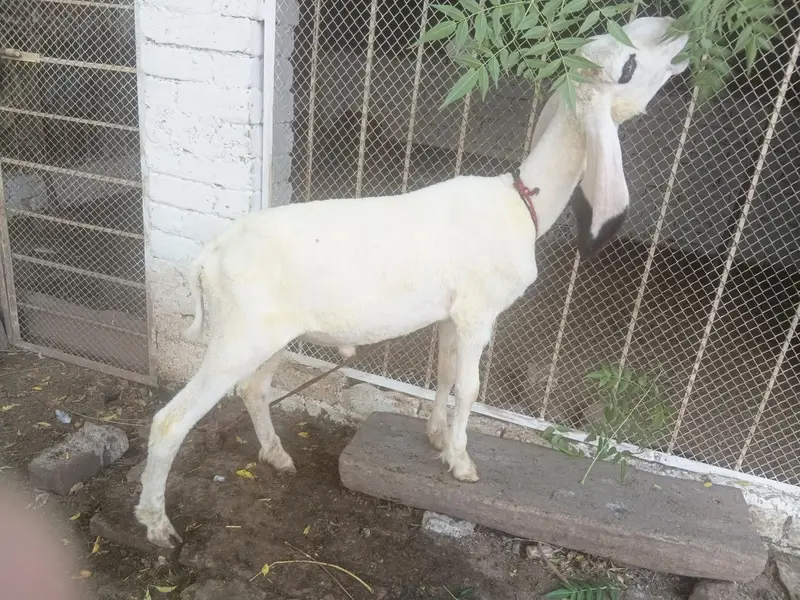 teddy gulabi — photo 5