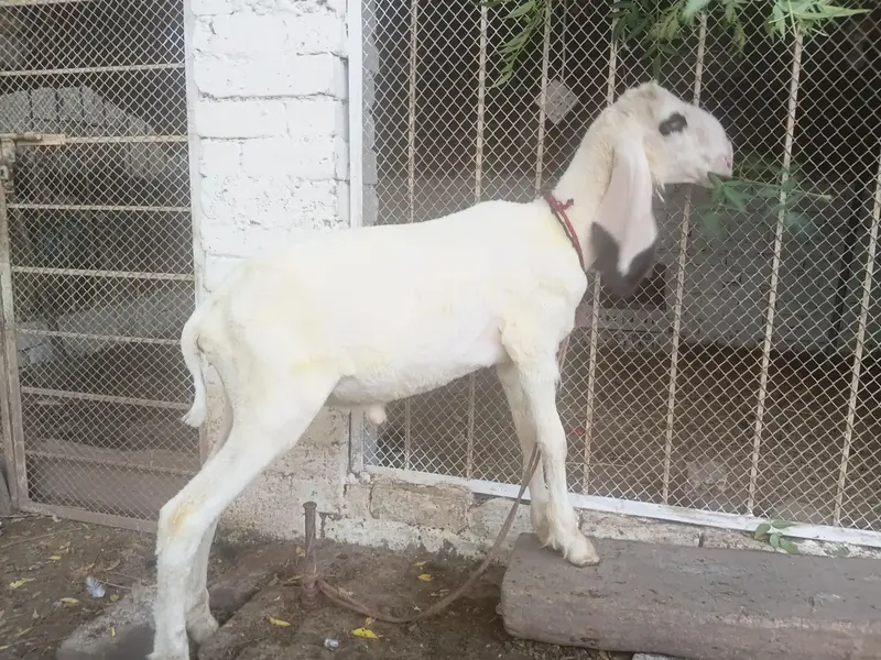teddy gulabi — photo 6
