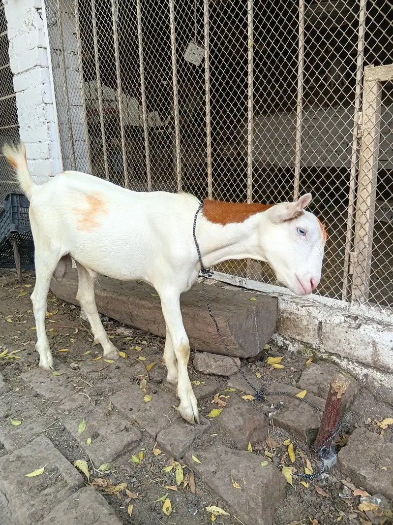 teddy gulabi — photo 7