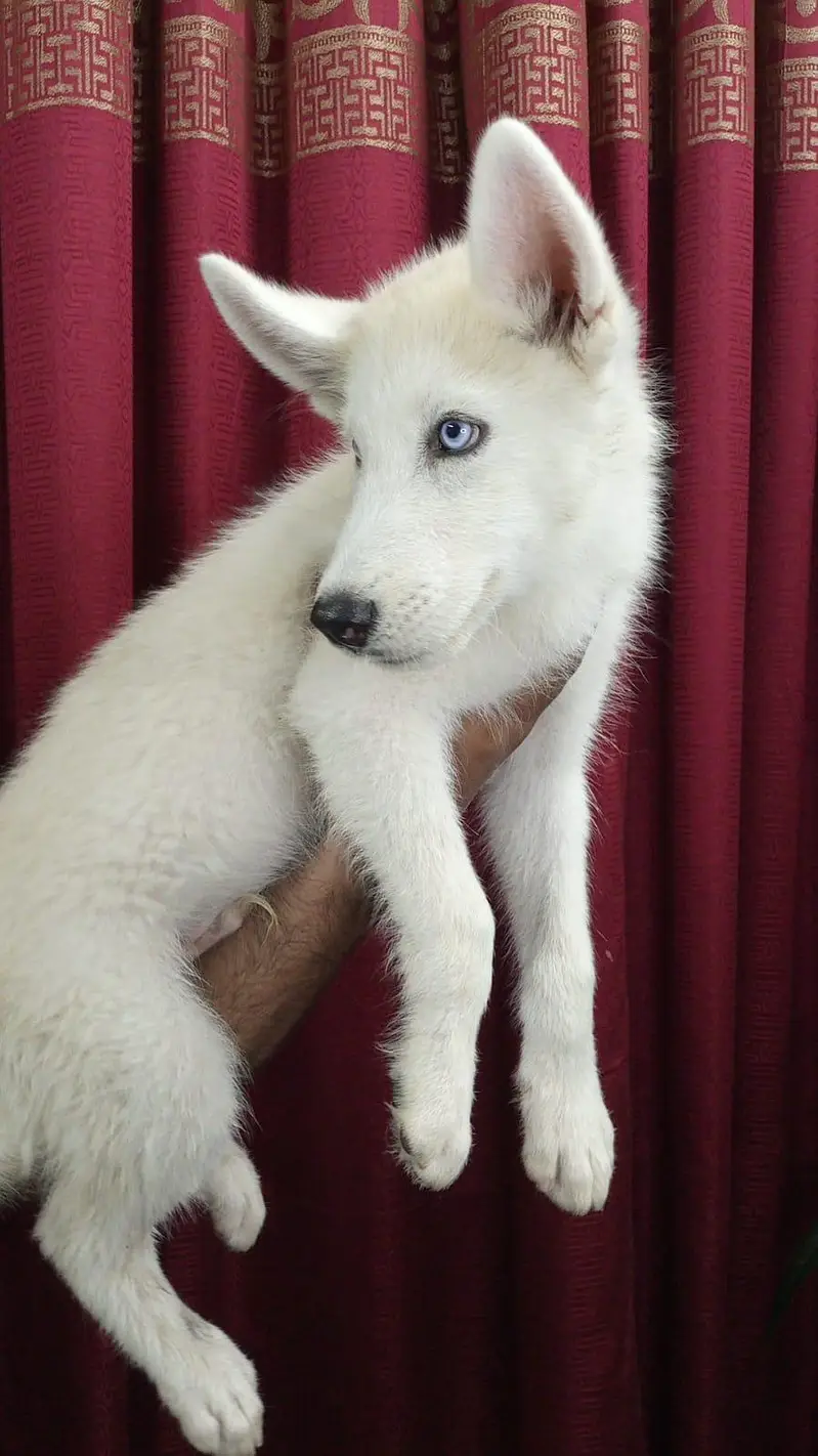 Husky Pair Available — photo 2