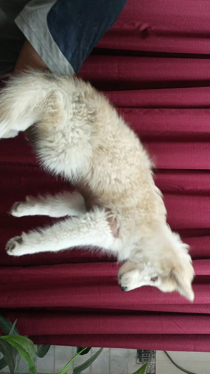 Husky Pair Available — photo 3