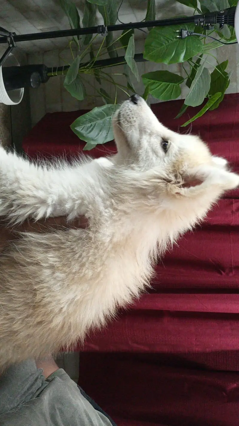 Husky Pair Available — photo 5
