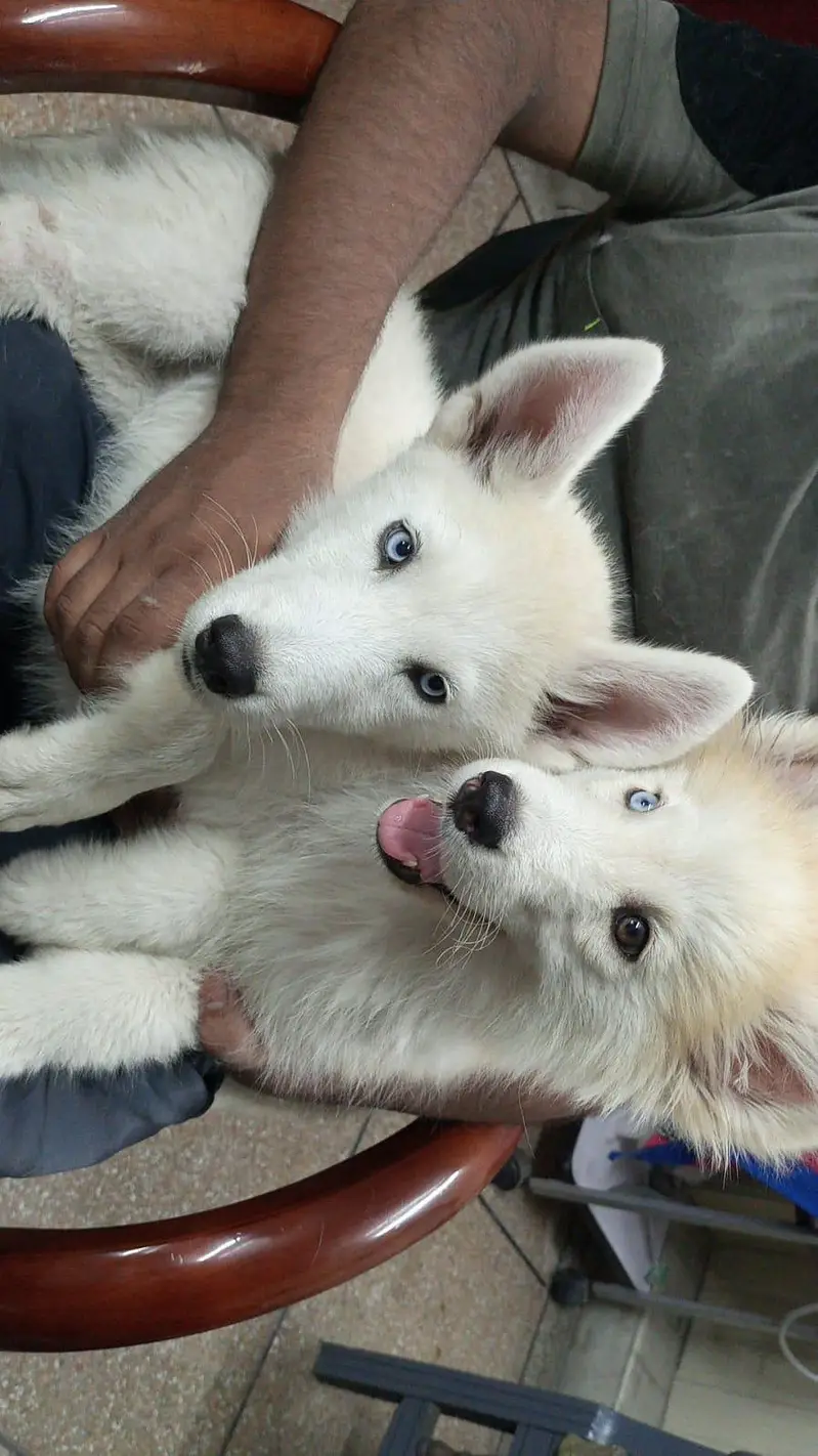 Husky Pair Available — photo 6
