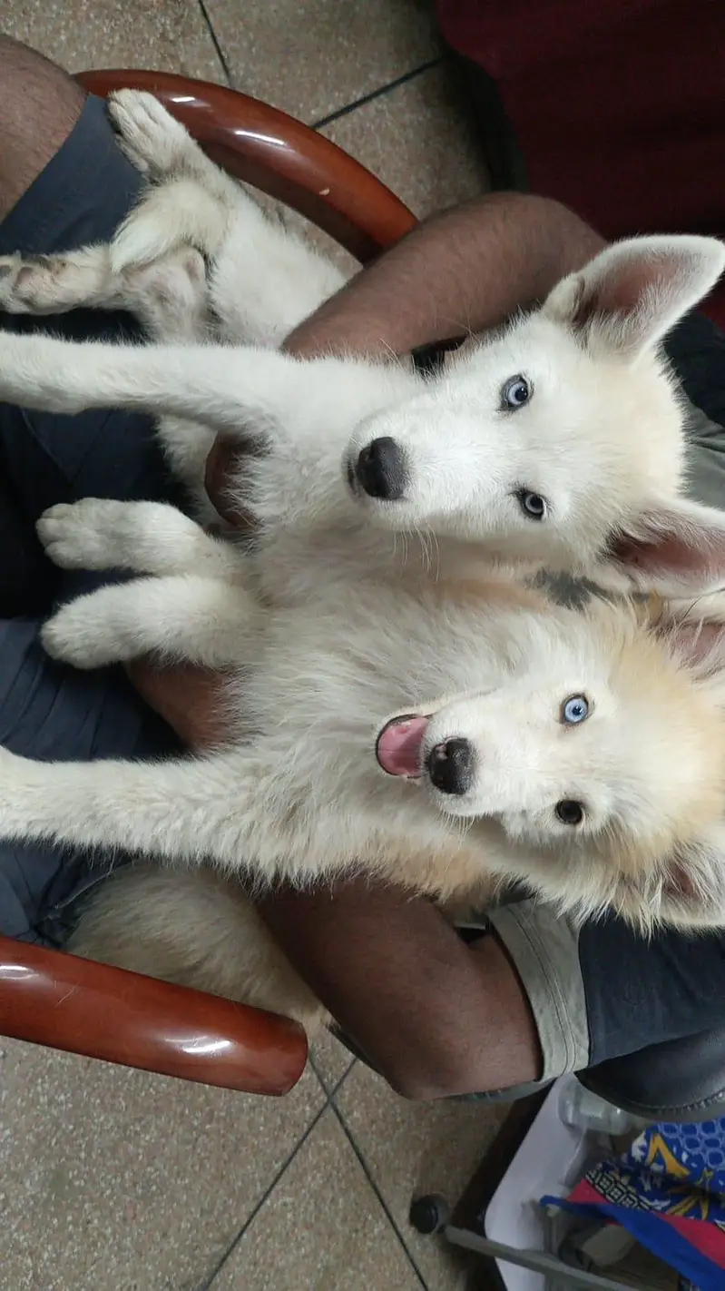 Husky Pair Available — photo 7