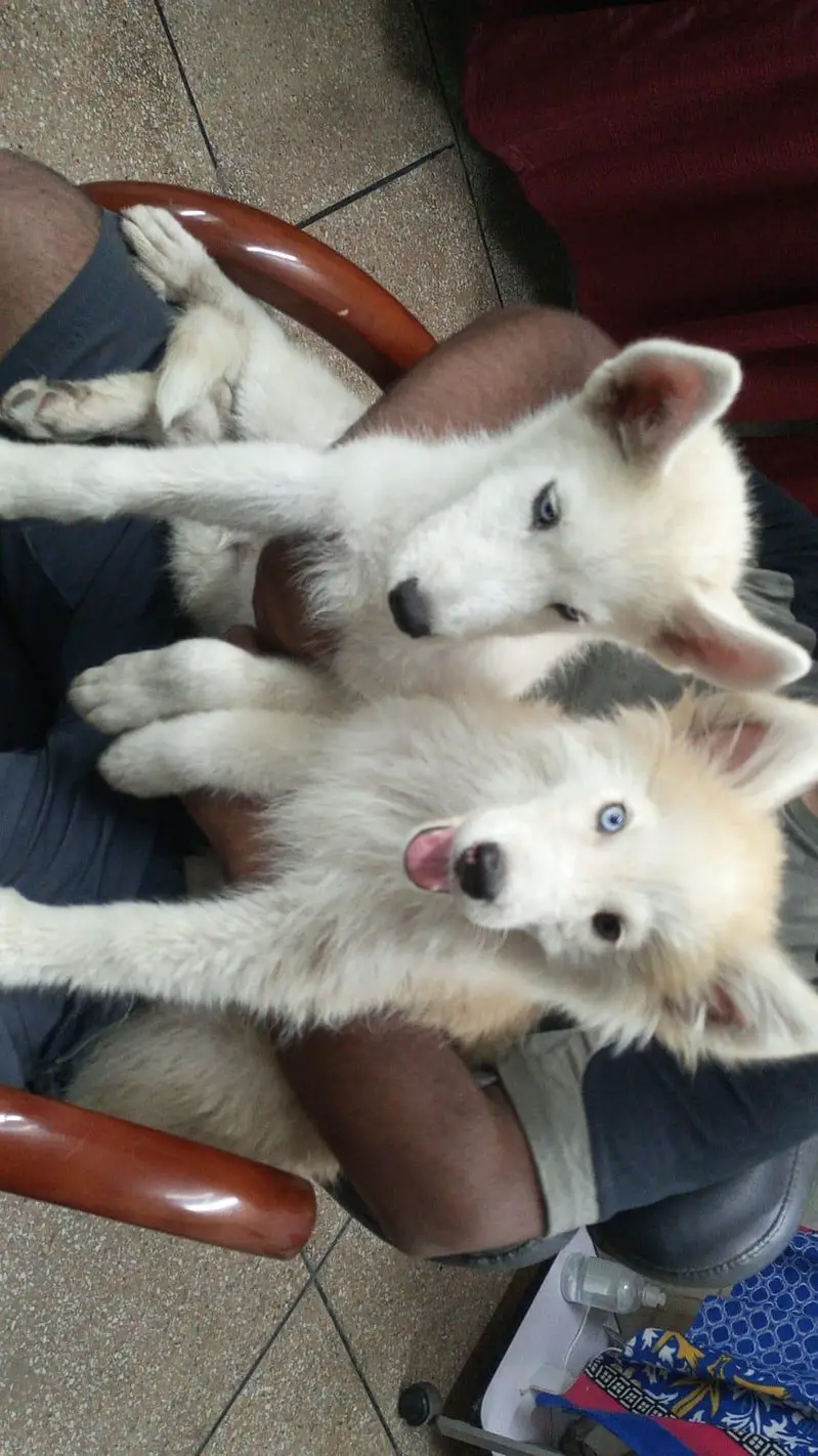 Husky Pair Available — photo 8