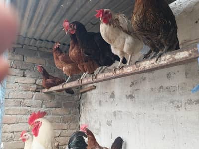 eggs laying hens