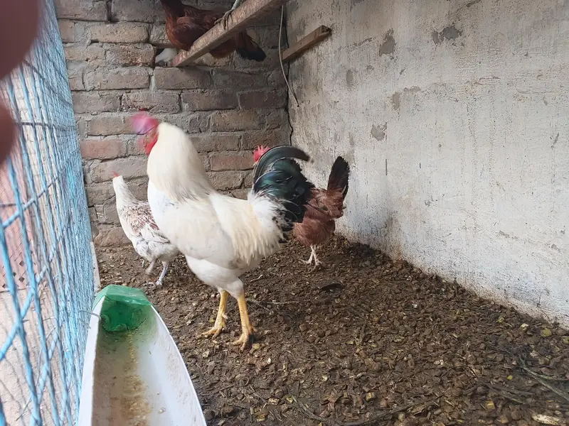 eggs laying hens — photo 3