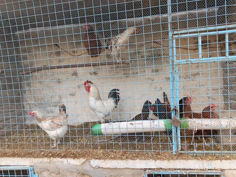 eggs laying hens — photo 4