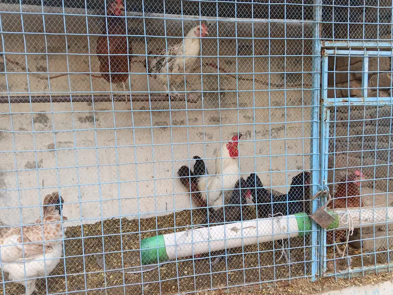 eggs laying hens — photo 6