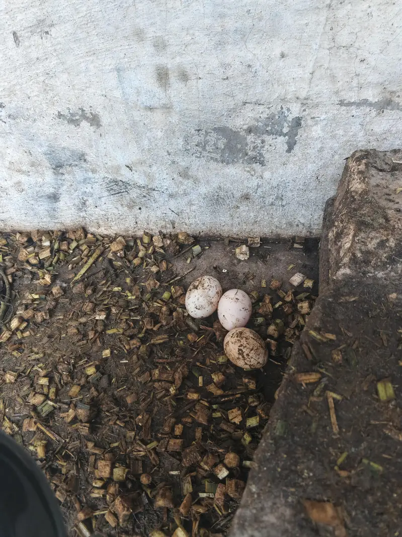 eggs laying hens — photo 7