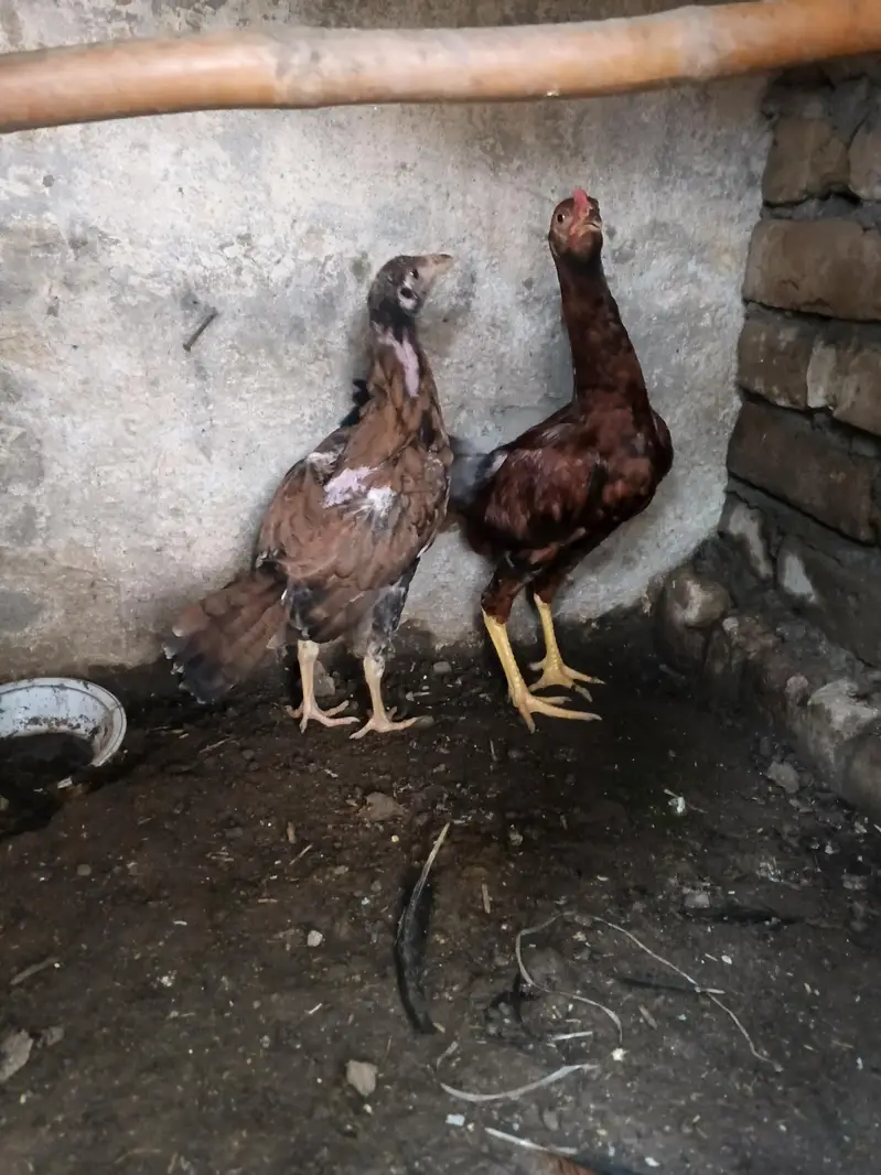 eggs laying hens — photo 8