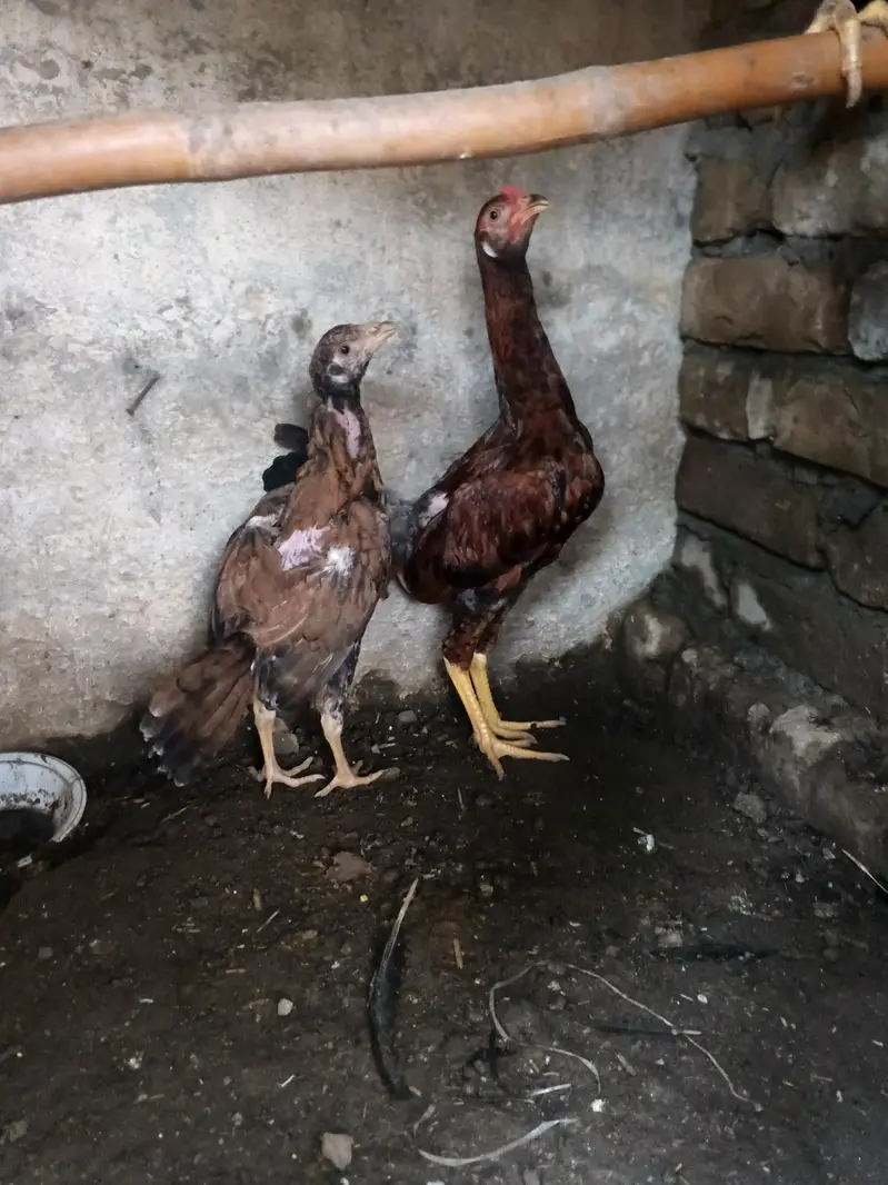 eggs laying hens — photo 9