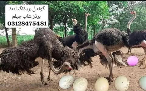 Ostrich Eggs Furtile and Fresh guarented