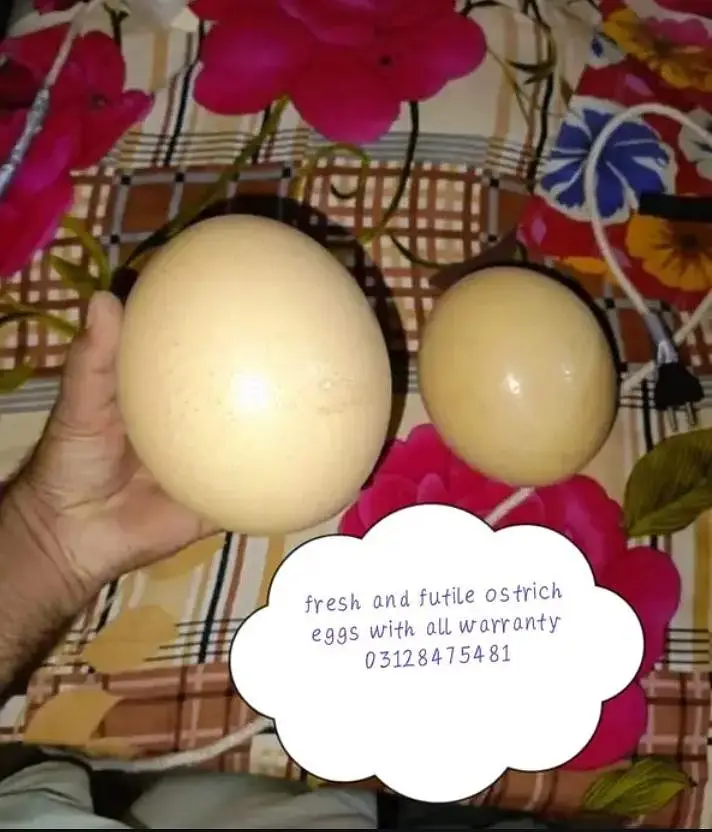 Ostrich Eggs Furtile and Fresh guarented — photo 2