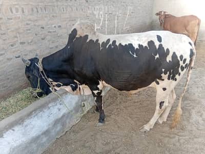 Bull for sale choga janwar ha
